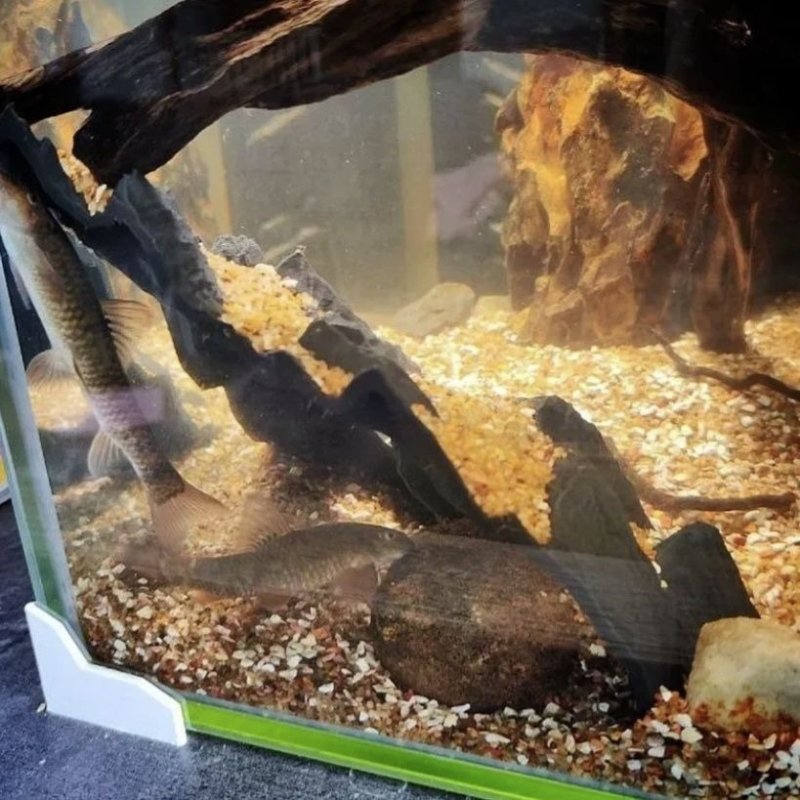 Aquarium Decoration Fish Tank  - Aquarium Fish Parrot 评论和价格
