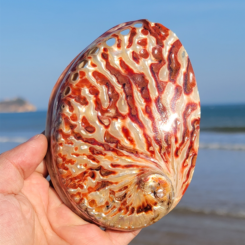 Home Decoration Red Pattern Ab - Aquarium Fish Cartoon 评论和价格