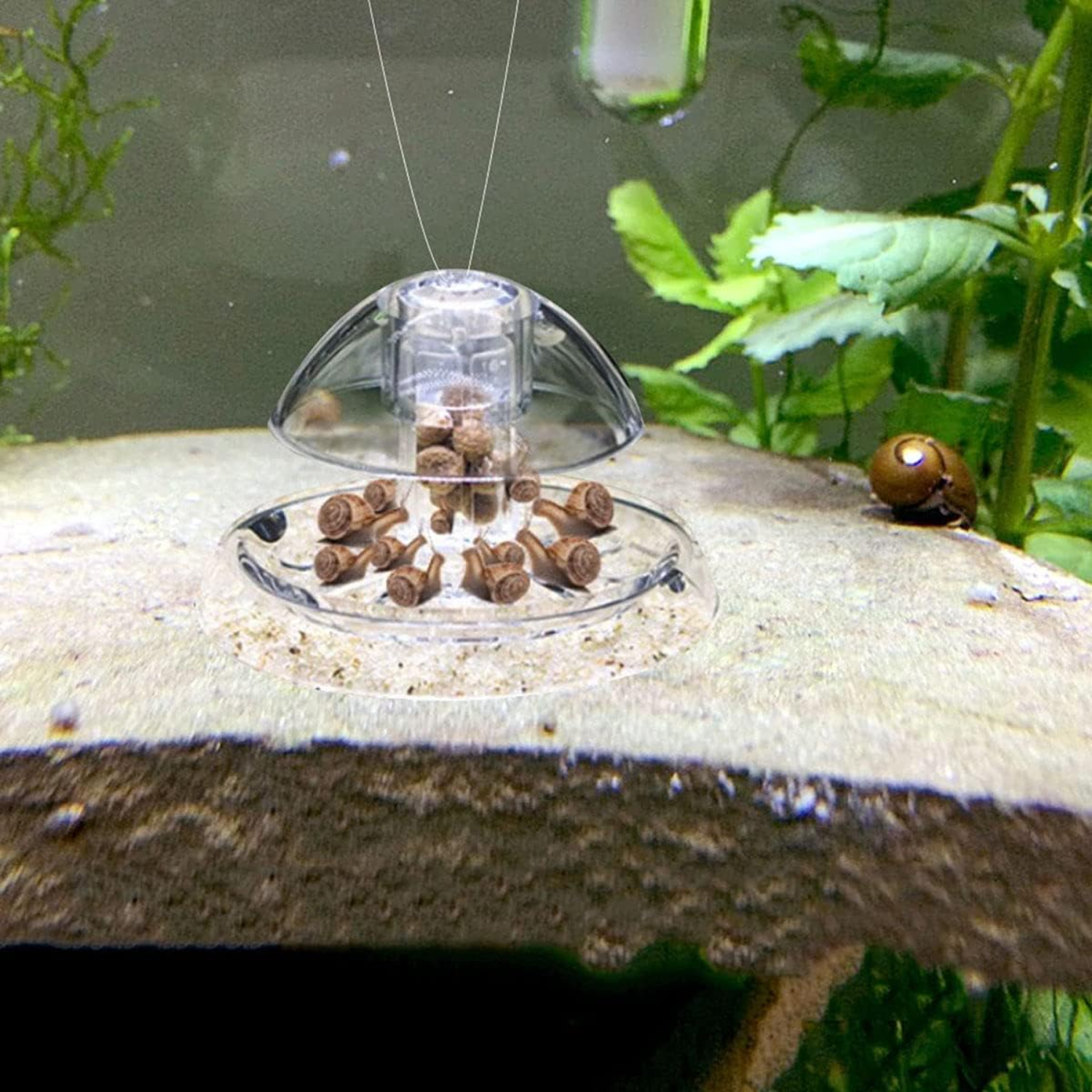 Ailindany Snail Trap Plastic T - Aquarium Fish In Online 评论和价格