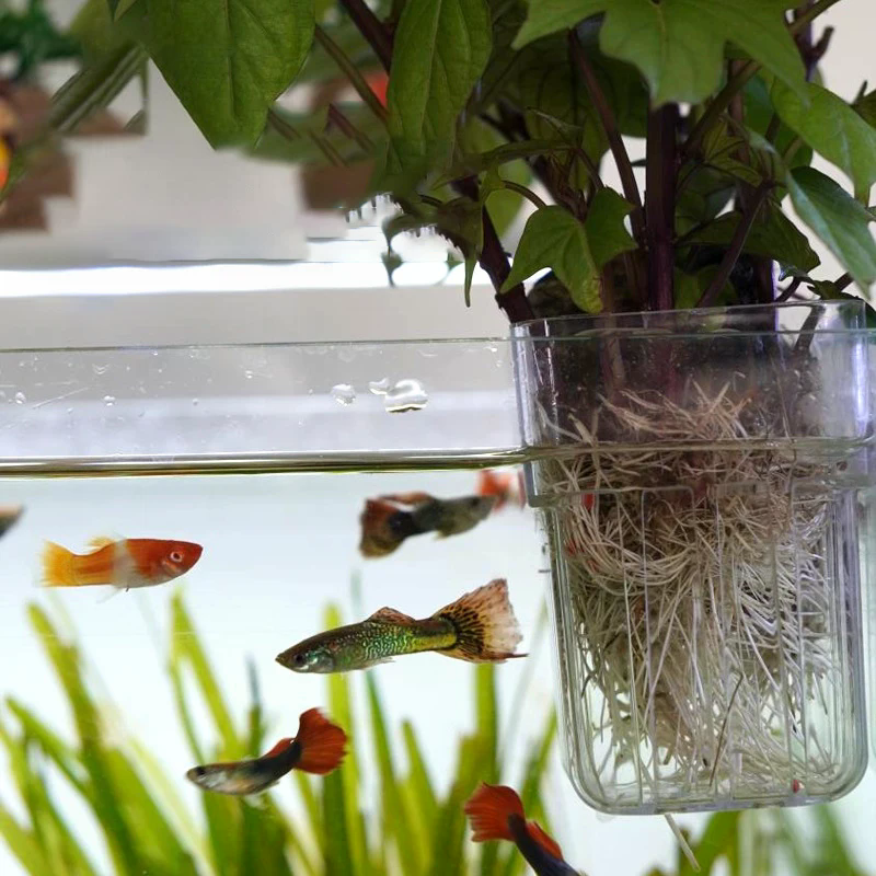 Hydroponic Planting Cup Househ - Aquarium Fish Only 评论和价格