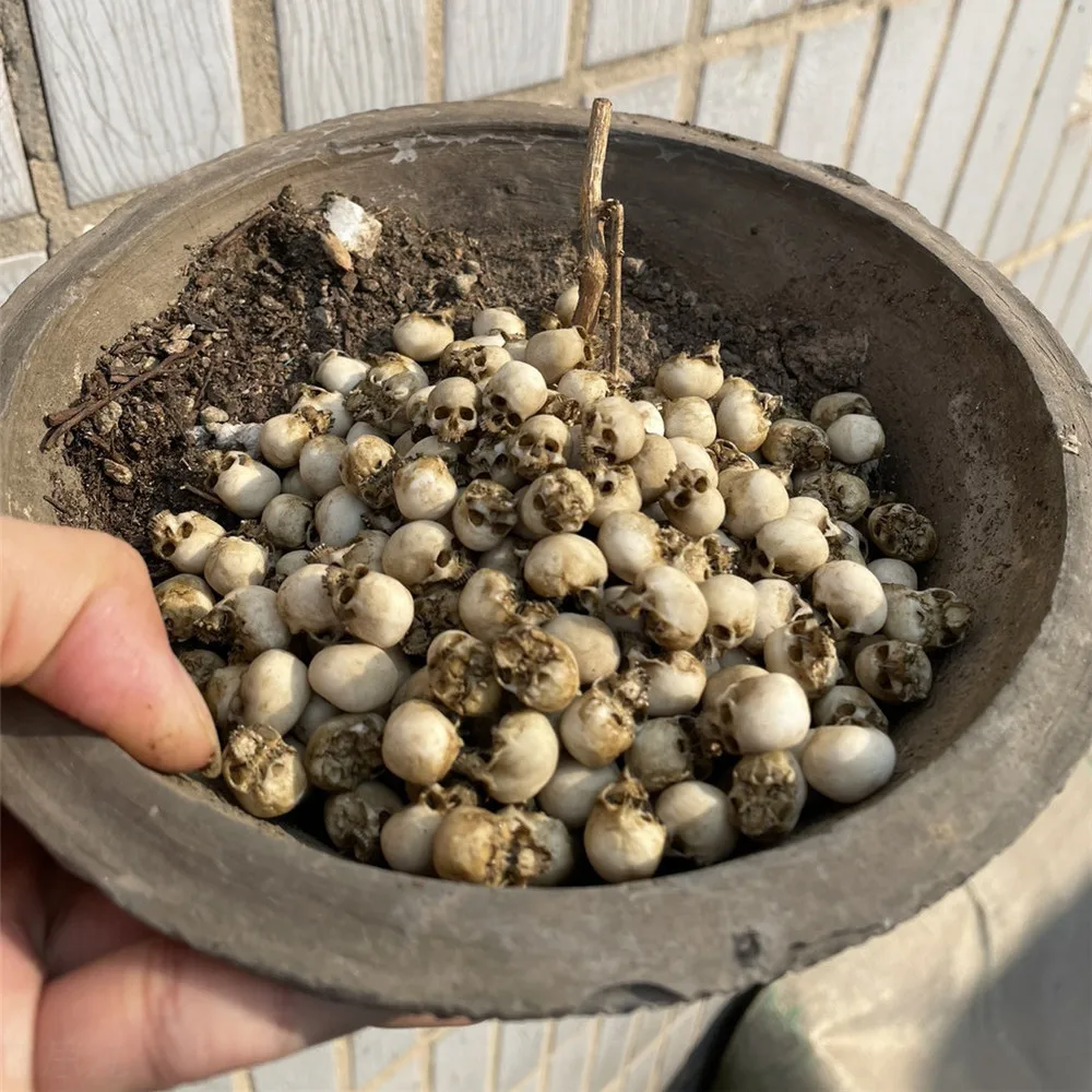 Mini Skull High Quality Miniat - Aquarium Fish Only 评论和价格